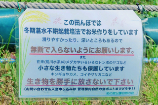 柏田んぼ7c.jpg