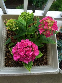 IMG_1089.jpg
